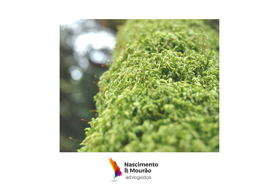 MAPA publica lista de pragas animais e vegetais que não são consideradas integrantes do patrimônio genético nacional